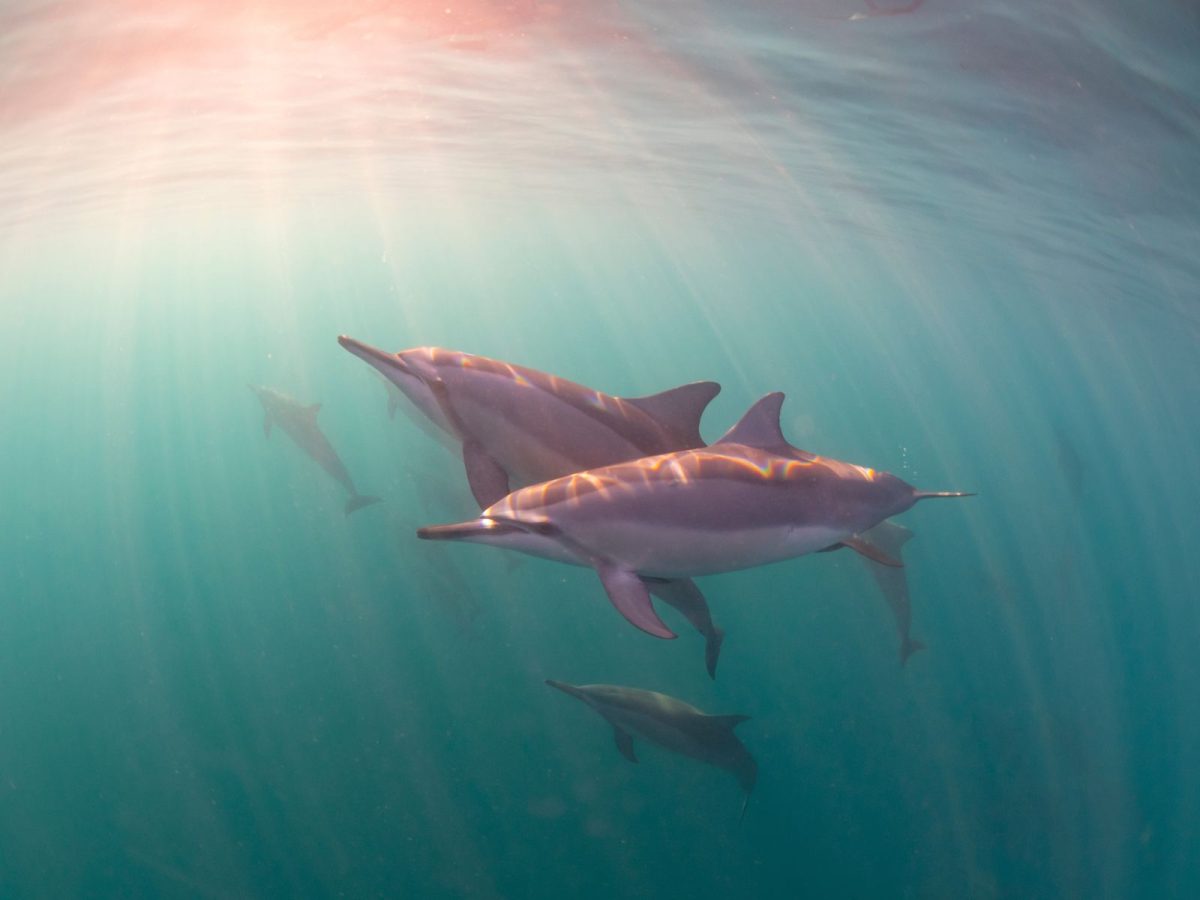 dolphin sighting in the florida keys 